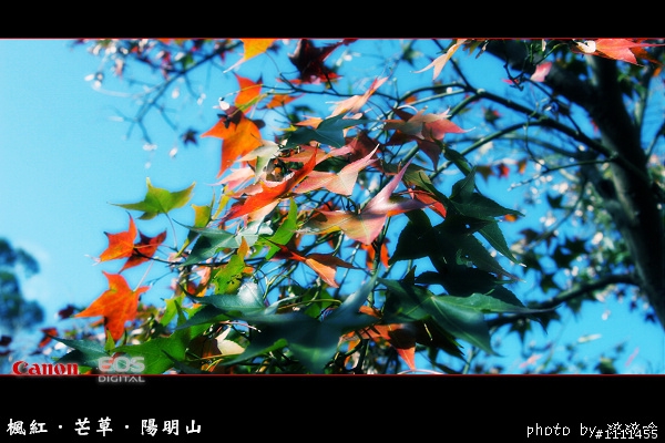 楓紅-芒草-陽明山