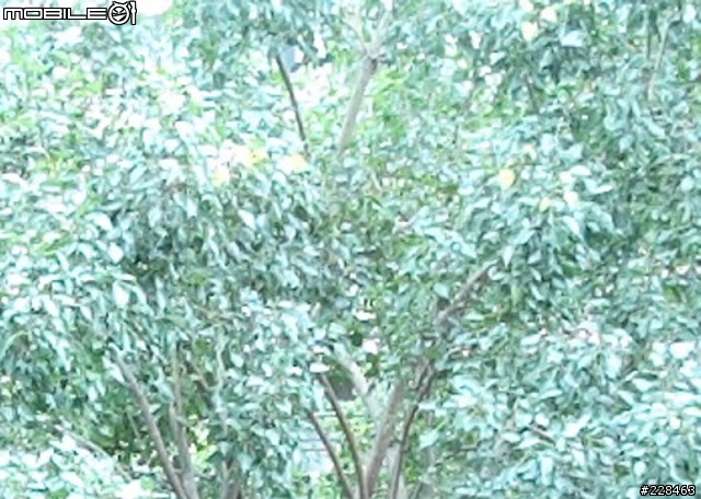 光影綠蔭  綠景住宅