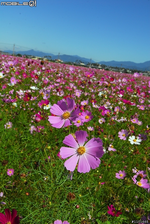 新社花海單車之旅