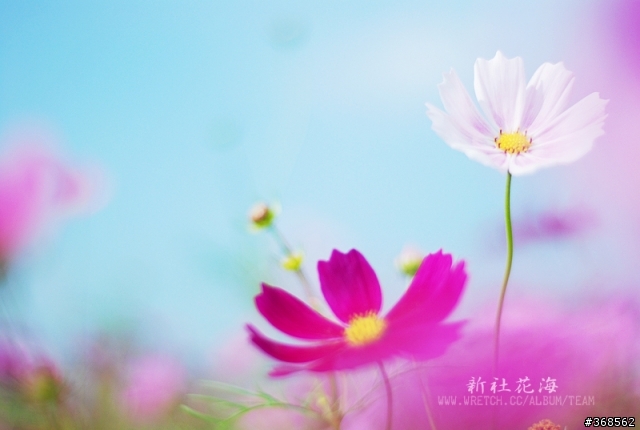 50mm F1.8 拍花海 好浪漫
