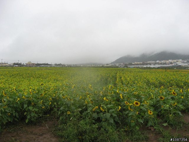 [分享]南台灣之旅-新社花海至308高地(圖多文少)