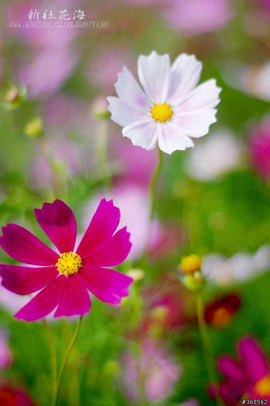 50mm F1.8 拍花海 好浪漫