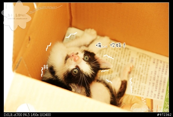 [柯基] なな的新朋友~ 一個月大的幼幼貓