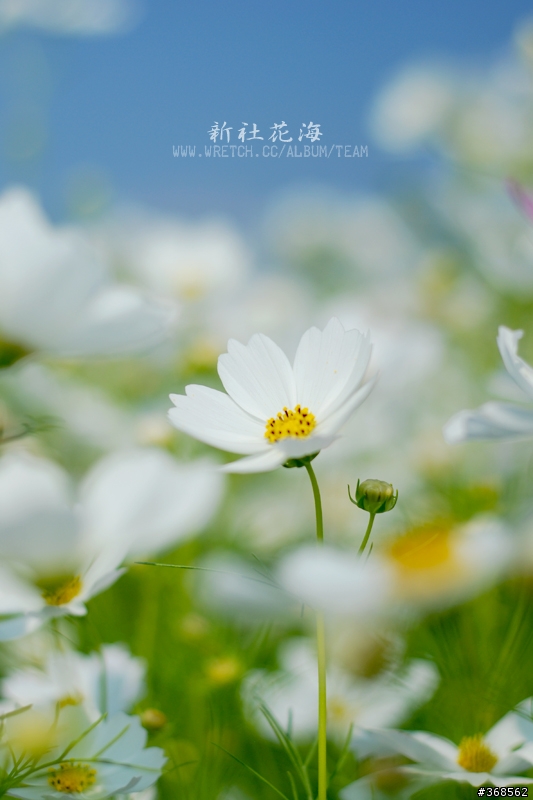 50mm F1.8 拍花海 好浪漫
