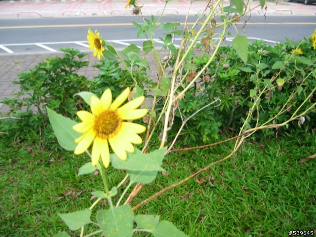 請教大家…知道這種花的名字嗎