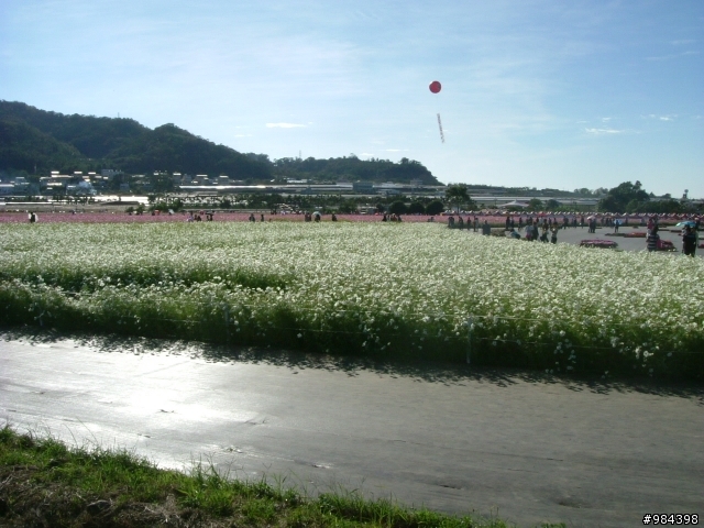 今天我要往香菇王國挺進 新社花海