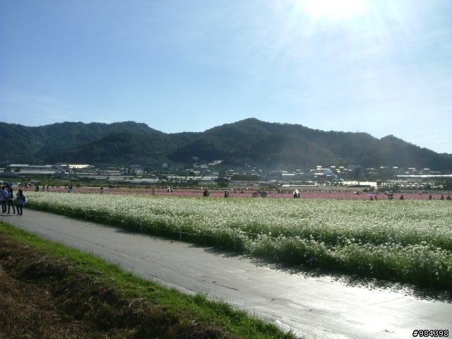 今天我要往香菇王國挺進 新社花海