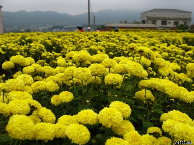 (遊記)單車悠閒銅鑼九湖賞杭菊