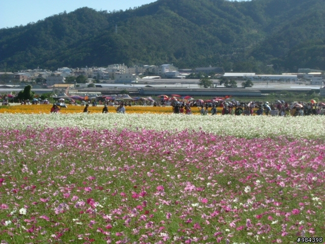 今天我要往香菇王國挺進 新社花海