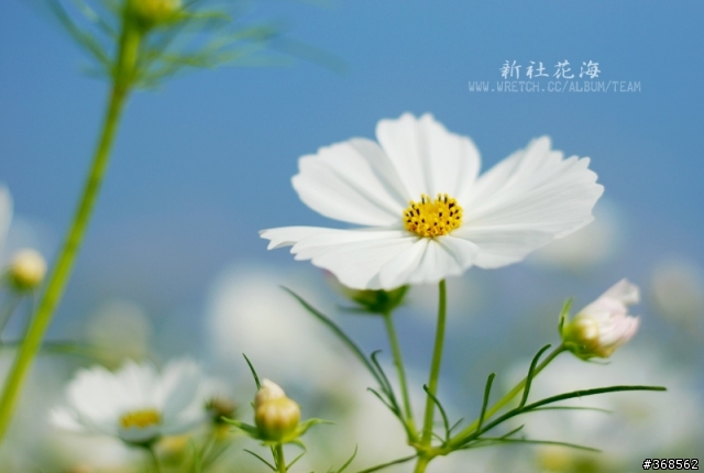 50mm F1.8 拍花海 好浪漫