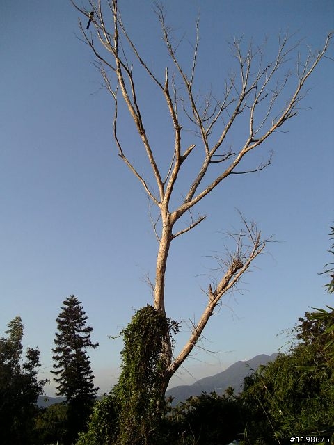 元氣小匠之北藝卡哇e無限緩升坡