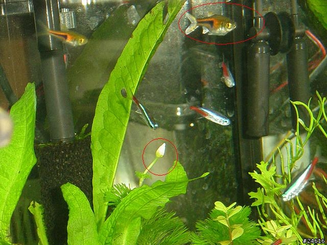 水族問題請教~~水草會開花嗎?~~燈魚抱卵??腹水??
