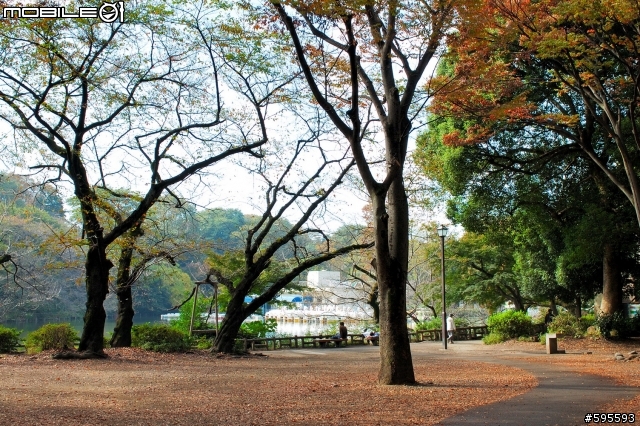 秋天的井の頭恩賜公園