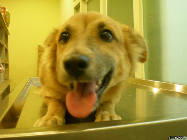 <全省送養>可愛親人米克斯.....乖乖