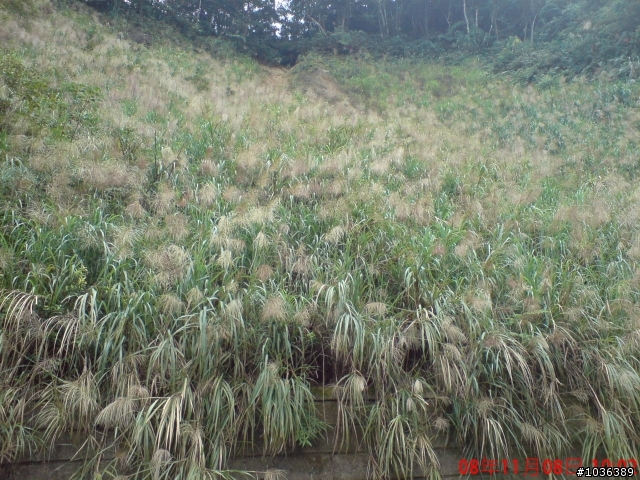 [11/8 跑馬古道影像分享)]11P完成越野,但有一點小遺憾