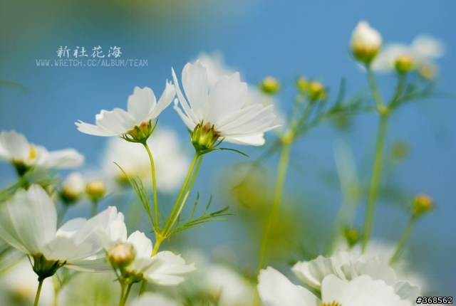 50mm F1.8 拍花海 好浪漫