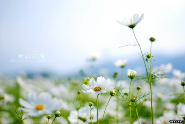 50mm F1.8 拍花海 好浪漫
