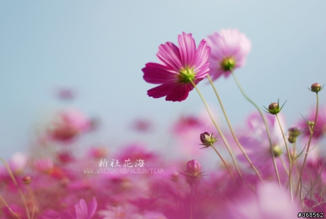 50mm F1.8 拍花海 好浪漫