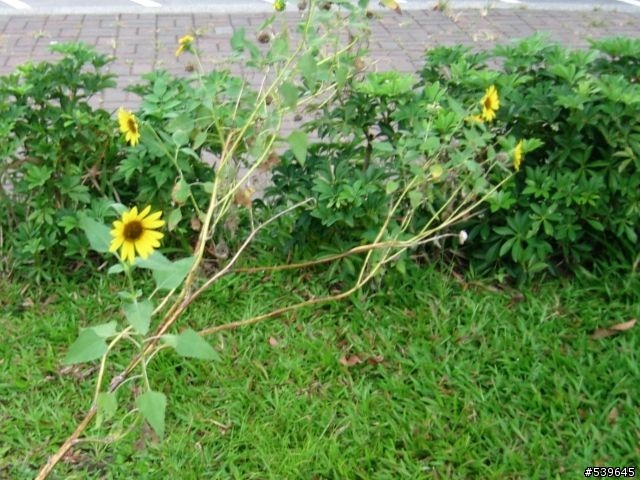 請教大家…知道這種花的名字嗎