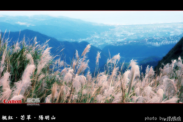 楓紅-芒草-陽明山
