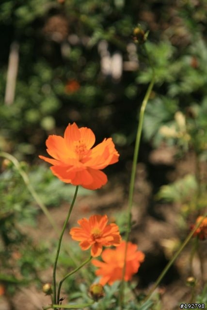 苗栗銅鑼～杭菊開花～探休哦～完整版