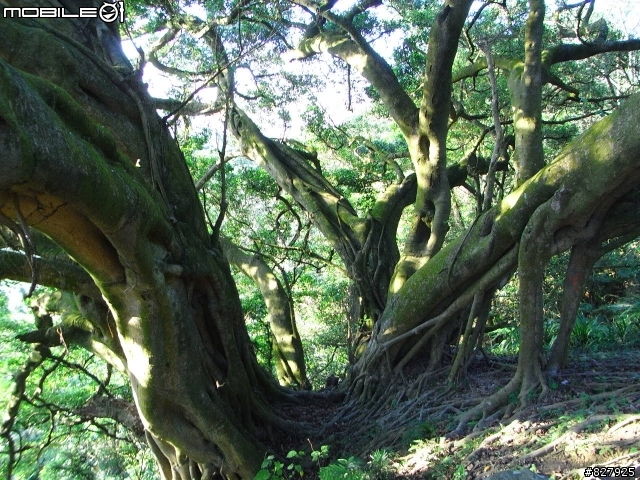 [遊記分享]桃園龜山兔子坑+樹林/鶯歌大榕樹