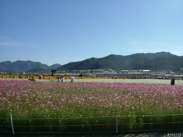 今天我要往香菇王國挺進 新社花海