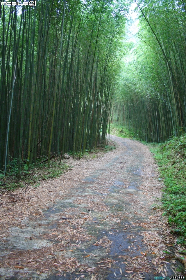 [出發前探路]2008.11.16 新竹縣五峰鄉和平部落鬼澤山+梅山 單車行前探路分享