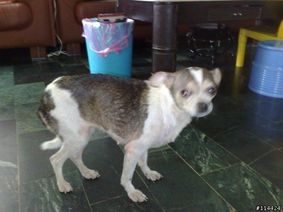 今天在中和交流道撿到一隻吉娃娃(已補照片)