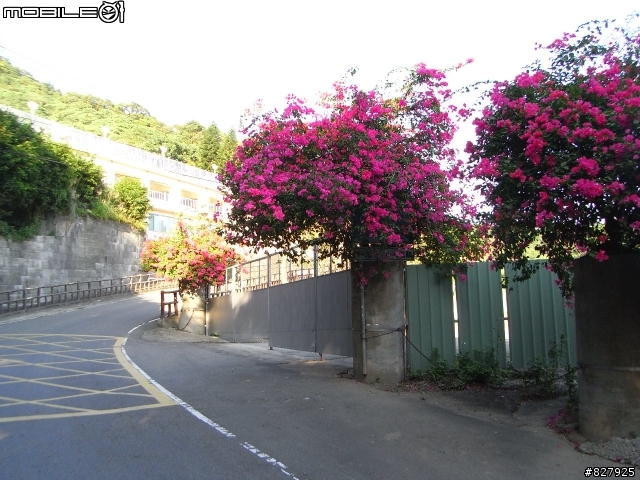 [遊記分享]桃園龜山兔子坑+樹林/鶯歌大榕樹
