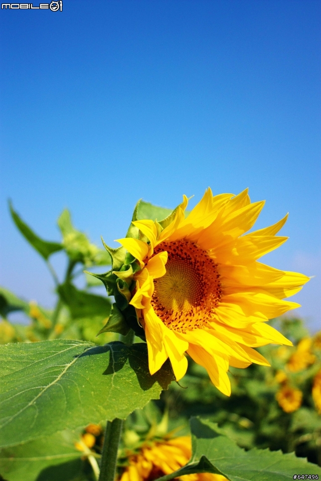 2008新社花海