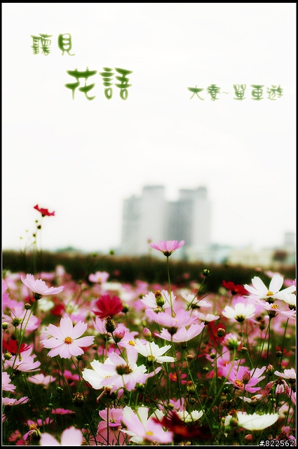 我與花有個約會-大寮花海節