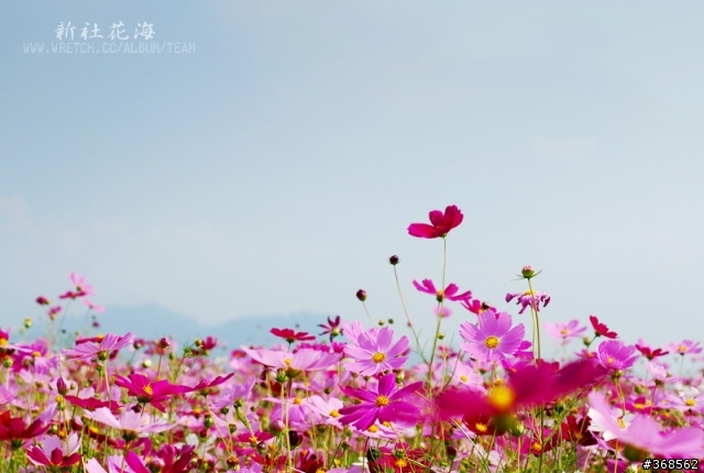 50mm F1.8 拍花海 好浪漫
