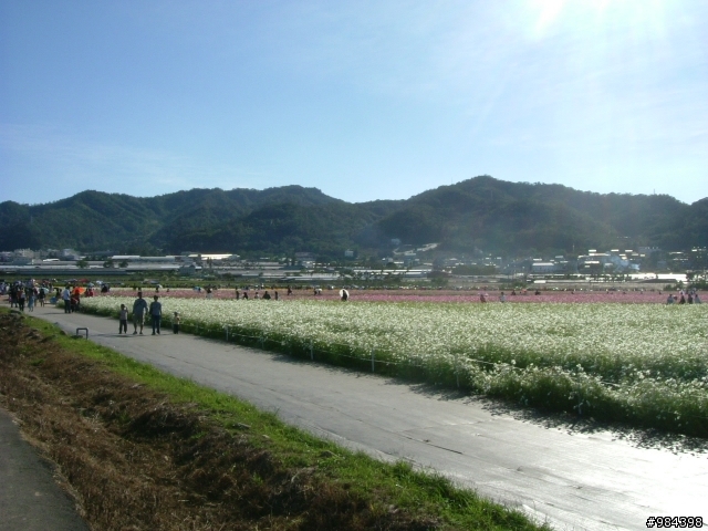 今天我要往香菇王國挺進 新社花海