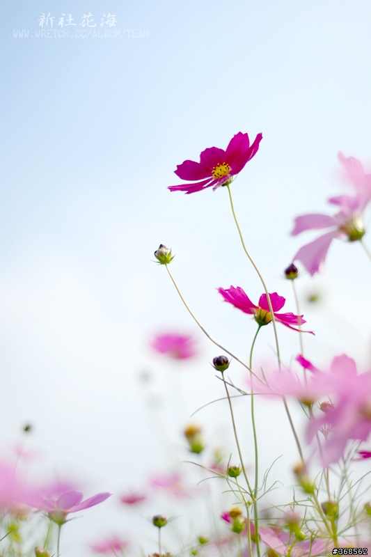 50mm F1.8 拍花海 好浪漫