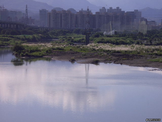 新店溪的官芒花很閃喔~