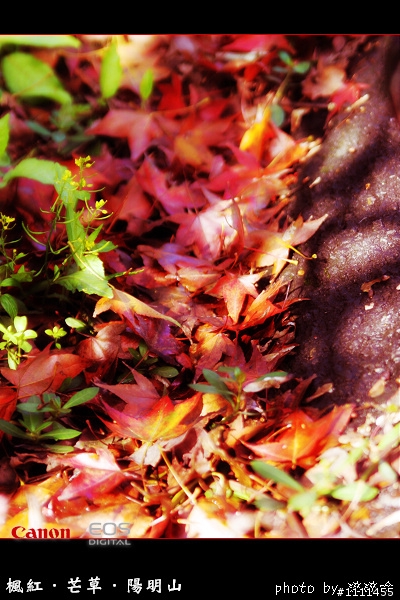 楓紅-芒草-陽明山