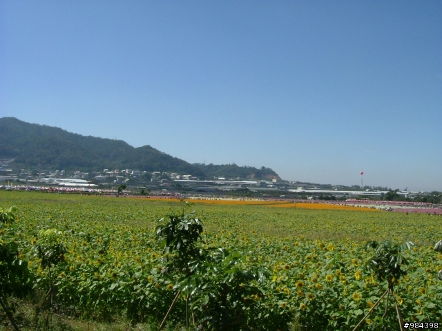 今天我要往香菇王國挺進 新社花海