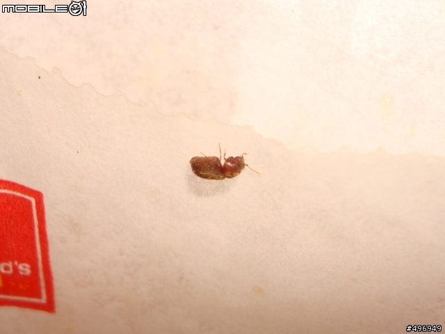 我也想請問這隻蟲是什麼...