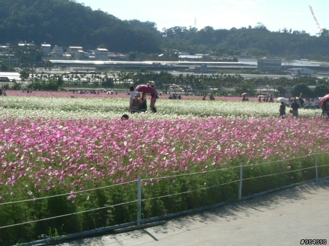 今天我要往香菇王國挺進 新社花海
