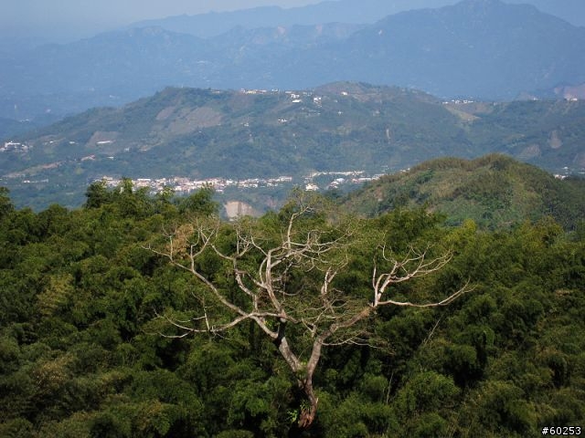南投縣 鹿谷小半天→山豬湖產業道路→大崙山→羊彎→溪頭→鹿谷小半天