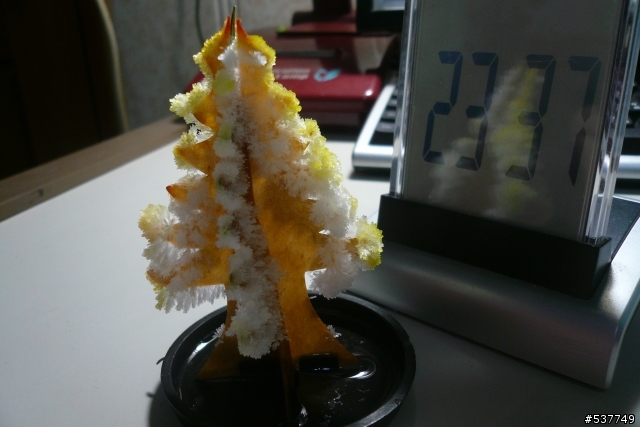 [分享]重溫兒時回憶～～會開花的紙樹