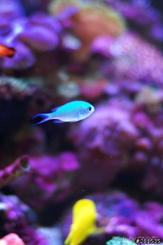 拍拍自家魚缸裡的海水魚(補幾隻魚的照片)