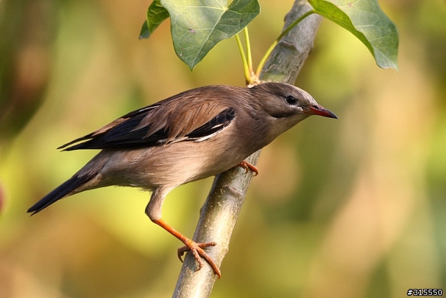 EF 800mm f5.6L IS 閩江河口 共同的牽掛