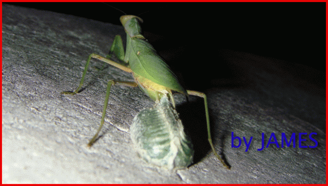 ● 螳螂產卵．剛才拍的生態照片．圖多 ●