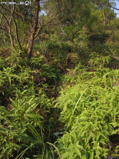 軍艦岩、丹鳳山新路線 (未探勘完成，待續)