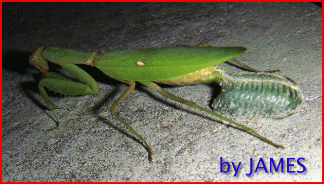 ● 螳螂產卵．剛才拍的生態照片．圖多 ●