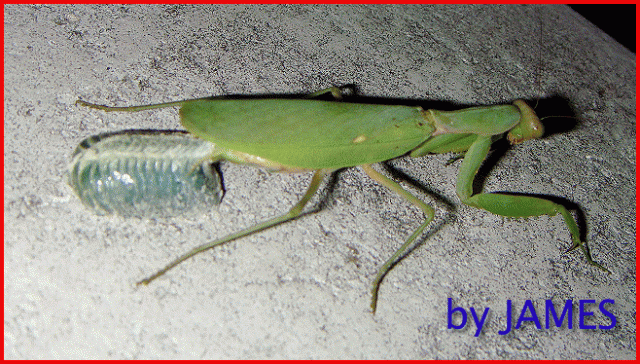 ● 螳螂產卵．剛才拍的生態照片．圖多 ●