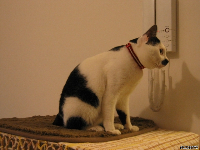 我家的日本短尾貓~貓奴討論區