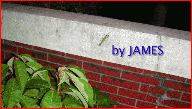 ● 螳螂產卵．剛才拍的生態照片．圖多 ●